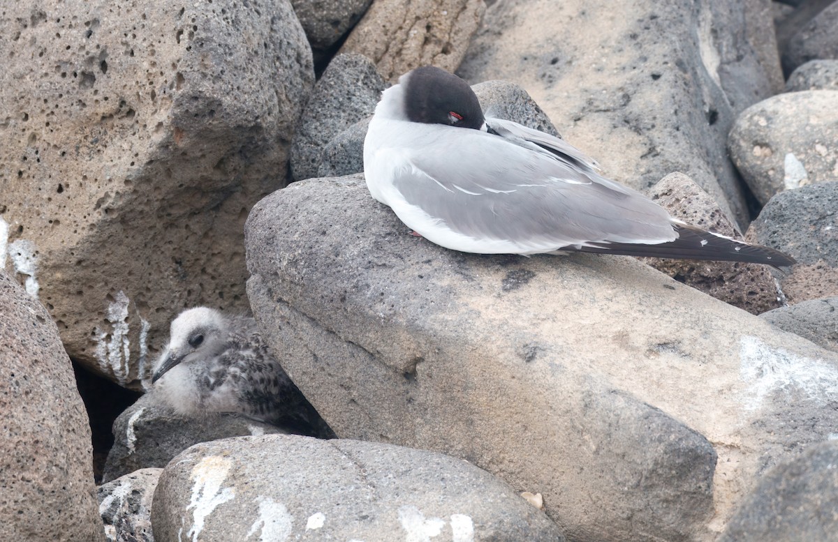 Swallow-tailed Gull - ML645114954