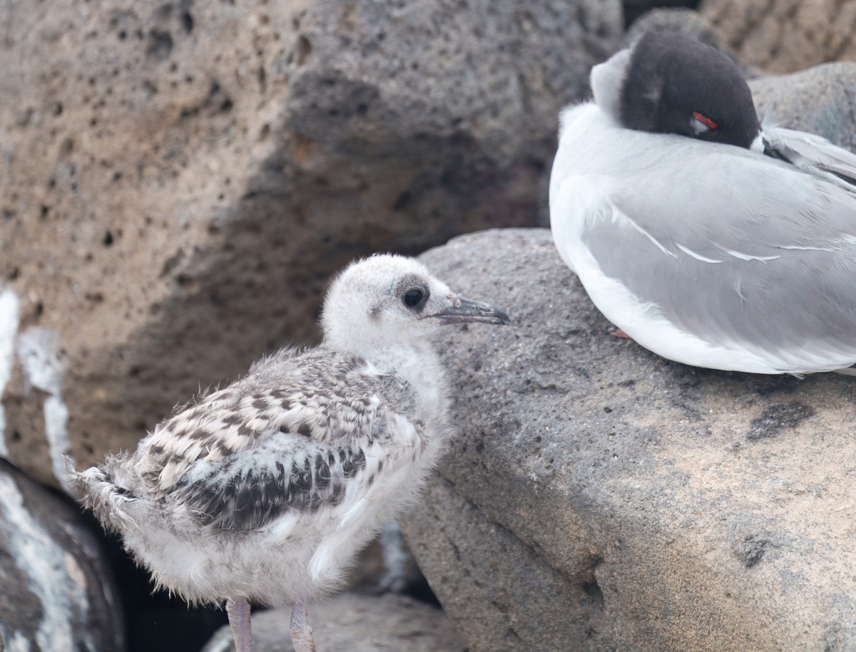Swallow-tailed Gull - ML645114963