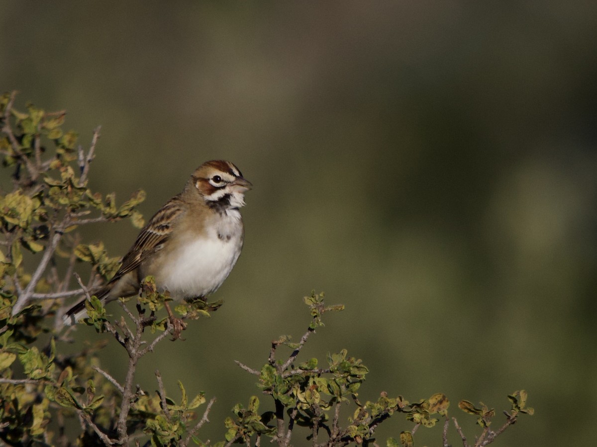 Lark Sparrow - ML645114970
