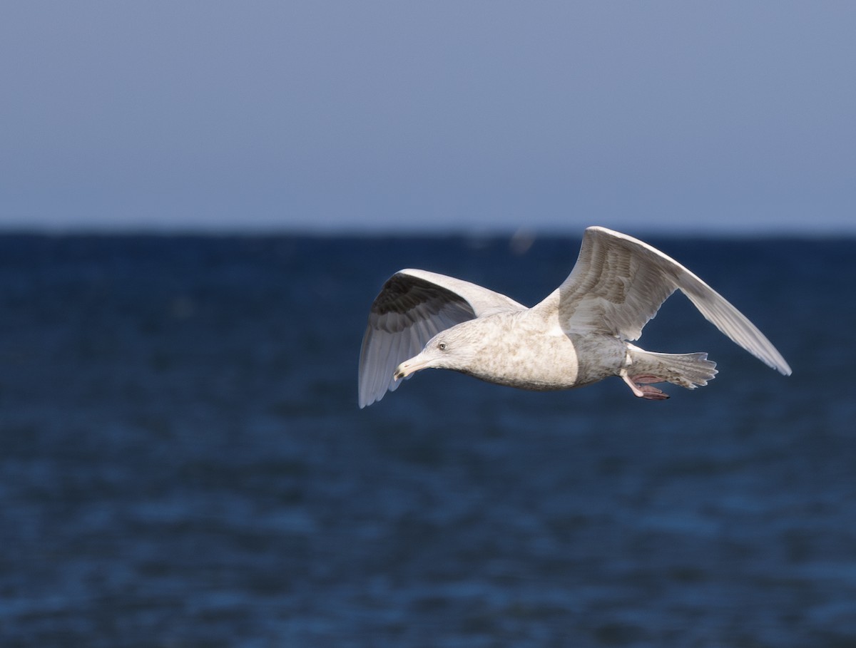 polarmåke - ML645114971