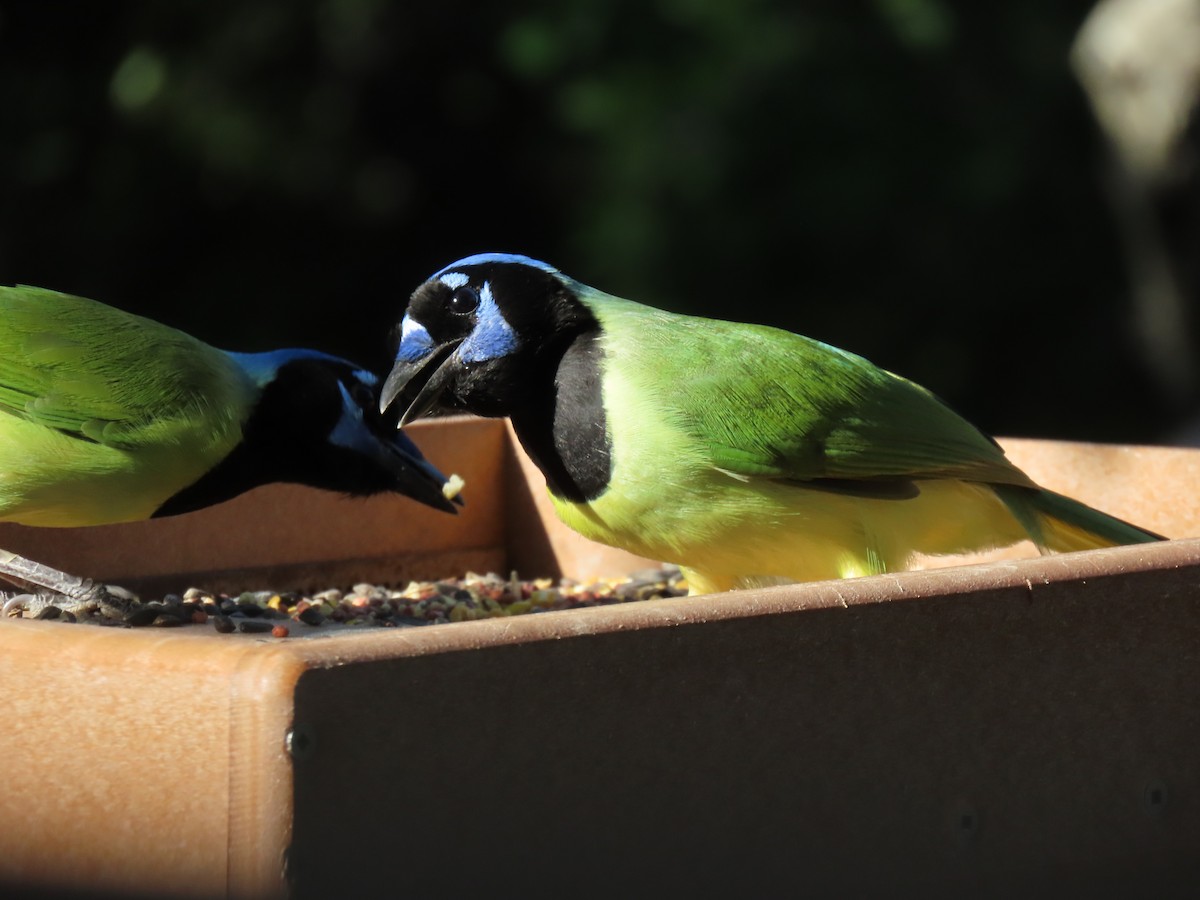 Yeşil Karga [luxuosus grubu] - ML645114972