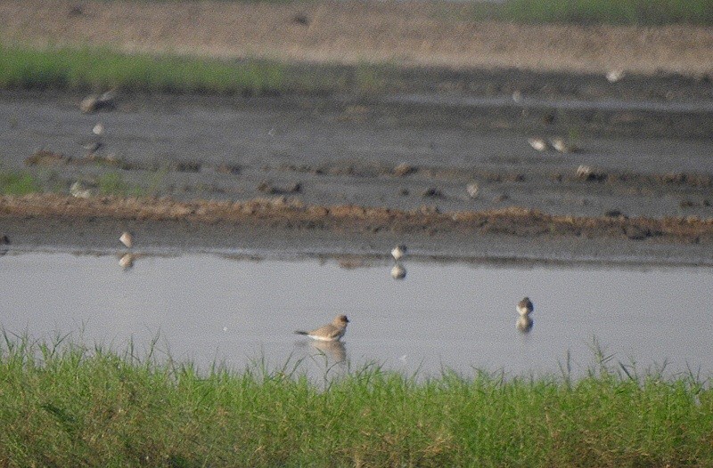 Малая тиркушка - ML645114973