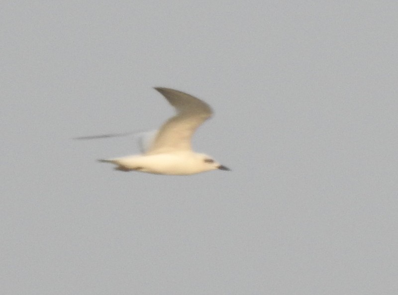 Чайконосая крачка - ML645114986