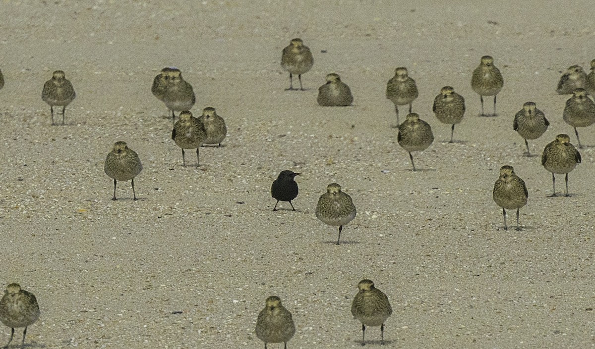 Einfarbstar - ML645114996