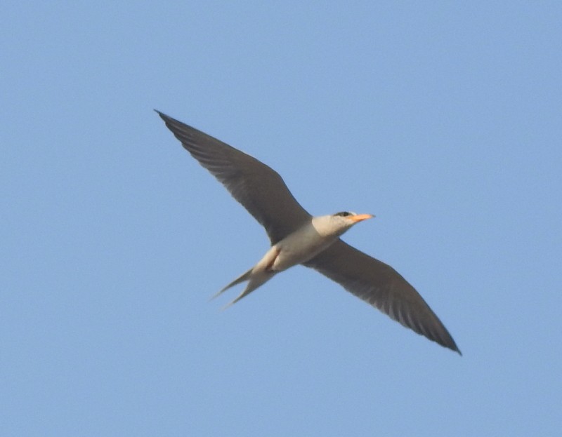 Индийская крачка - ML645114999