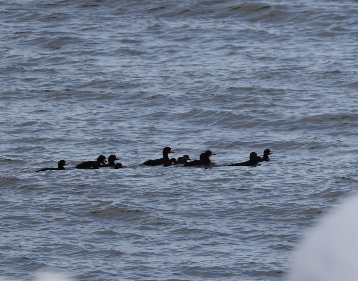 amerikasvartand - ML645115006