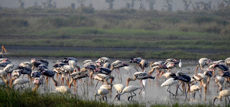 Расписной клювач - ML645115014