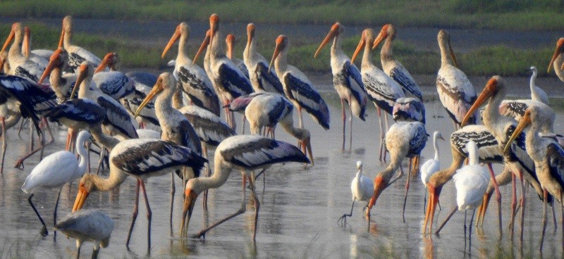 Расписной клювач - ML645115015