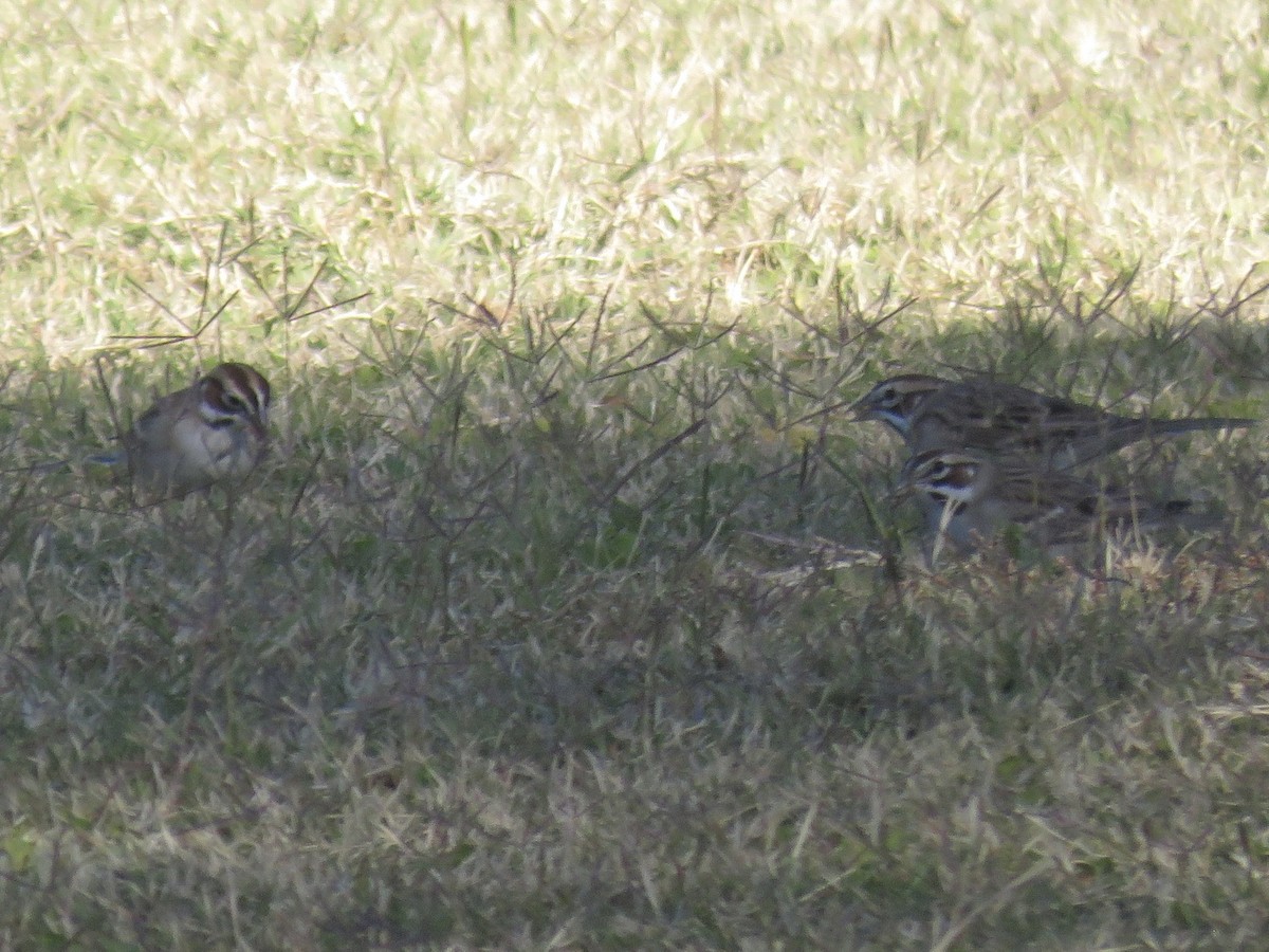 Lark Sparrow - ML645115023