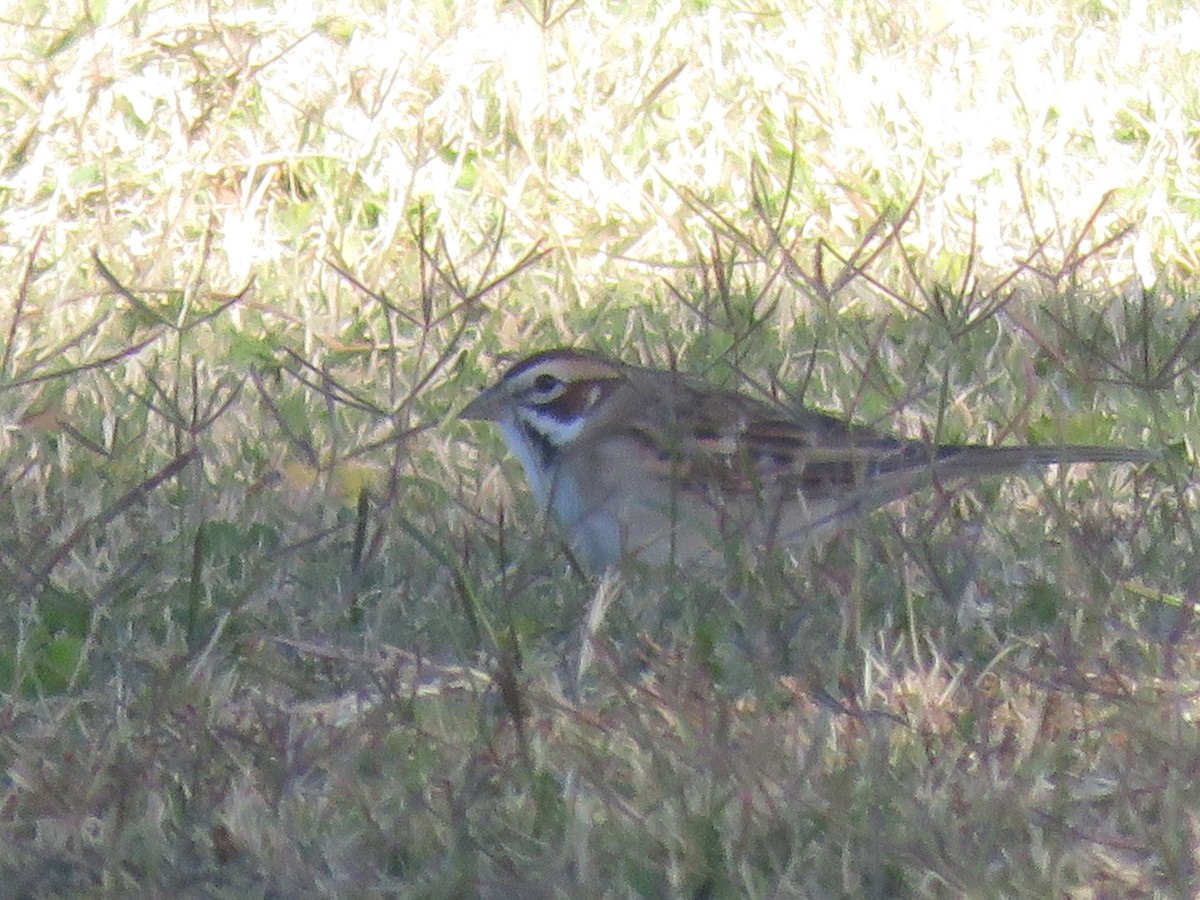 Lark Sparrow - ML645115024