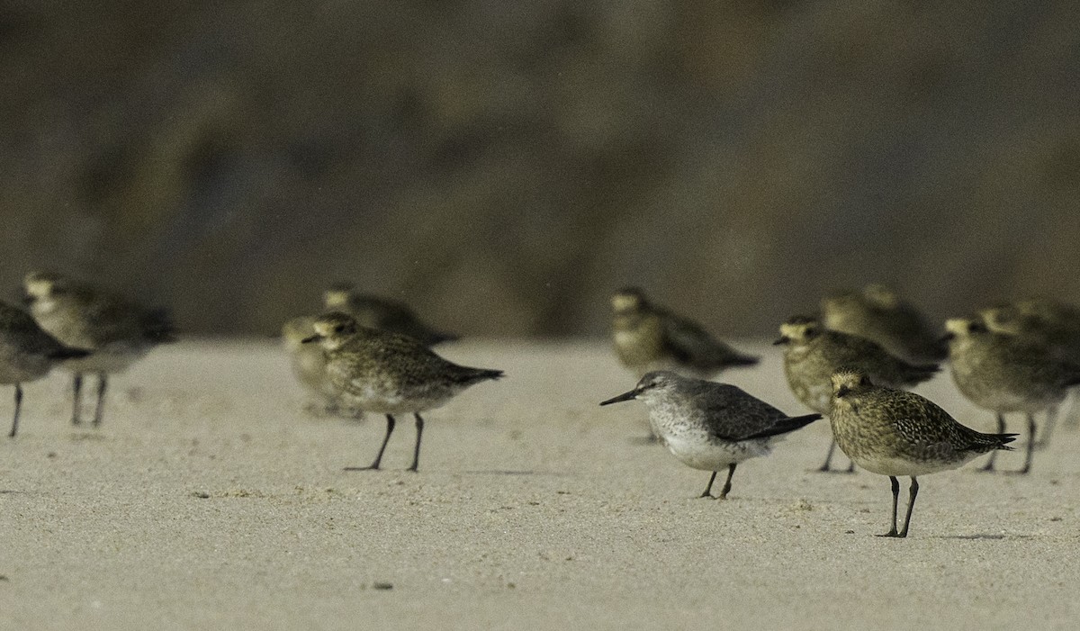 Red Knot - ML645115027