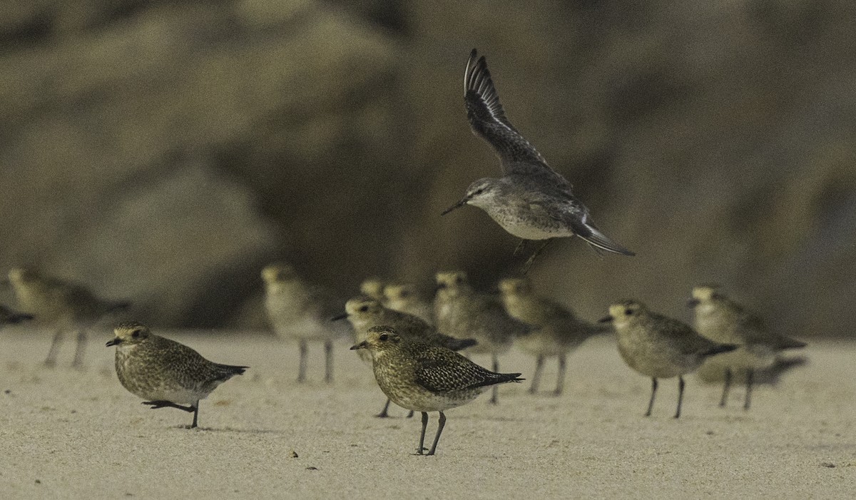 Red Knot - ML645115028