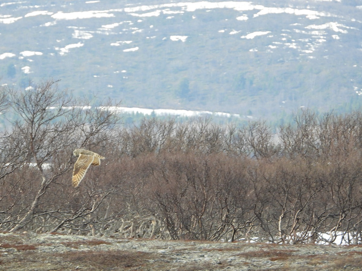 Short-eared Owl - ML645115029