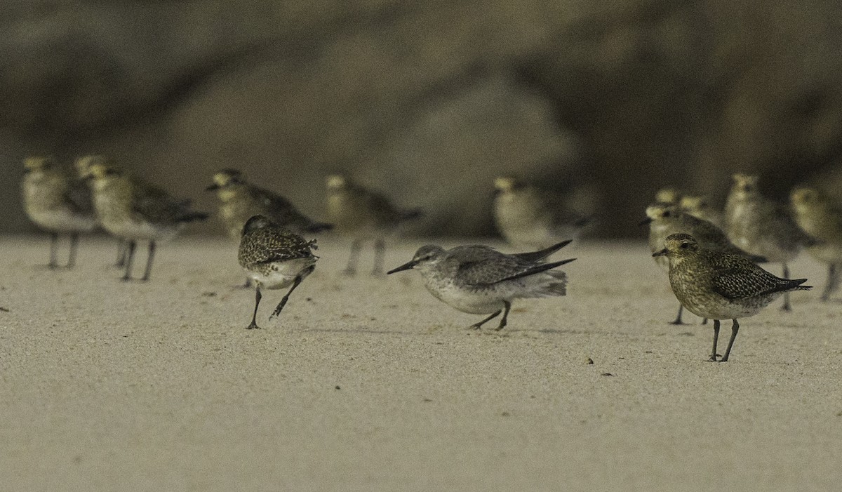 Red Knot - ML645115032