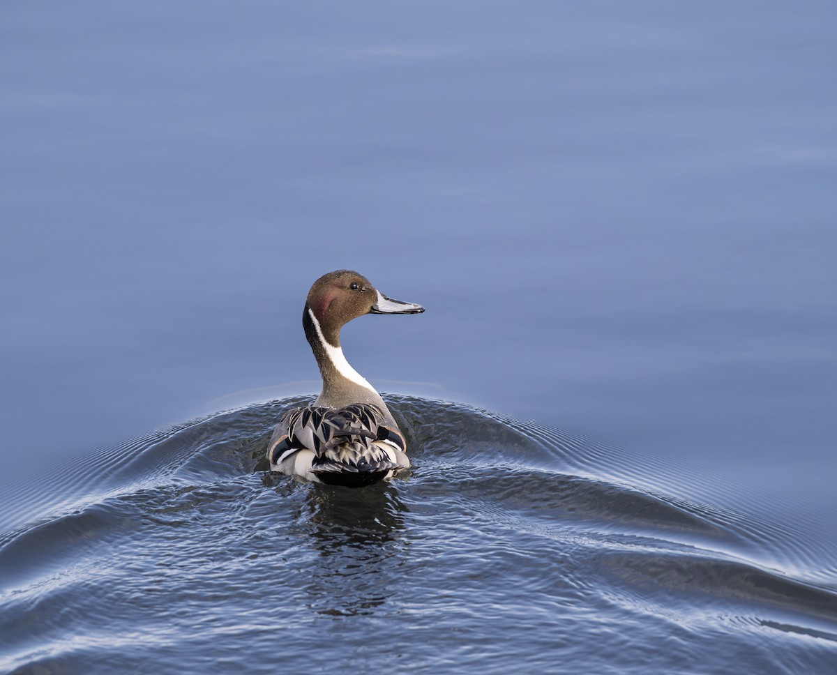 stjertand - ML645115036