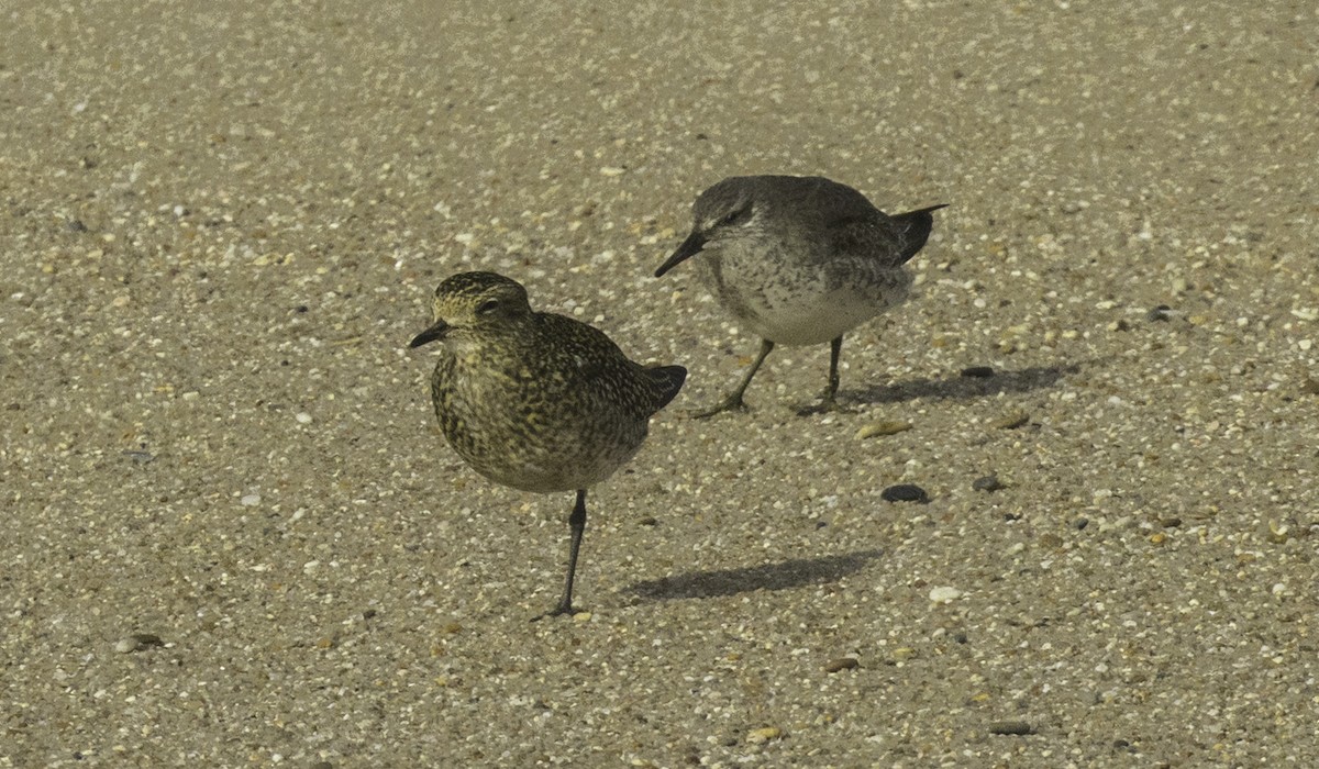 Red Knot - ML645115042