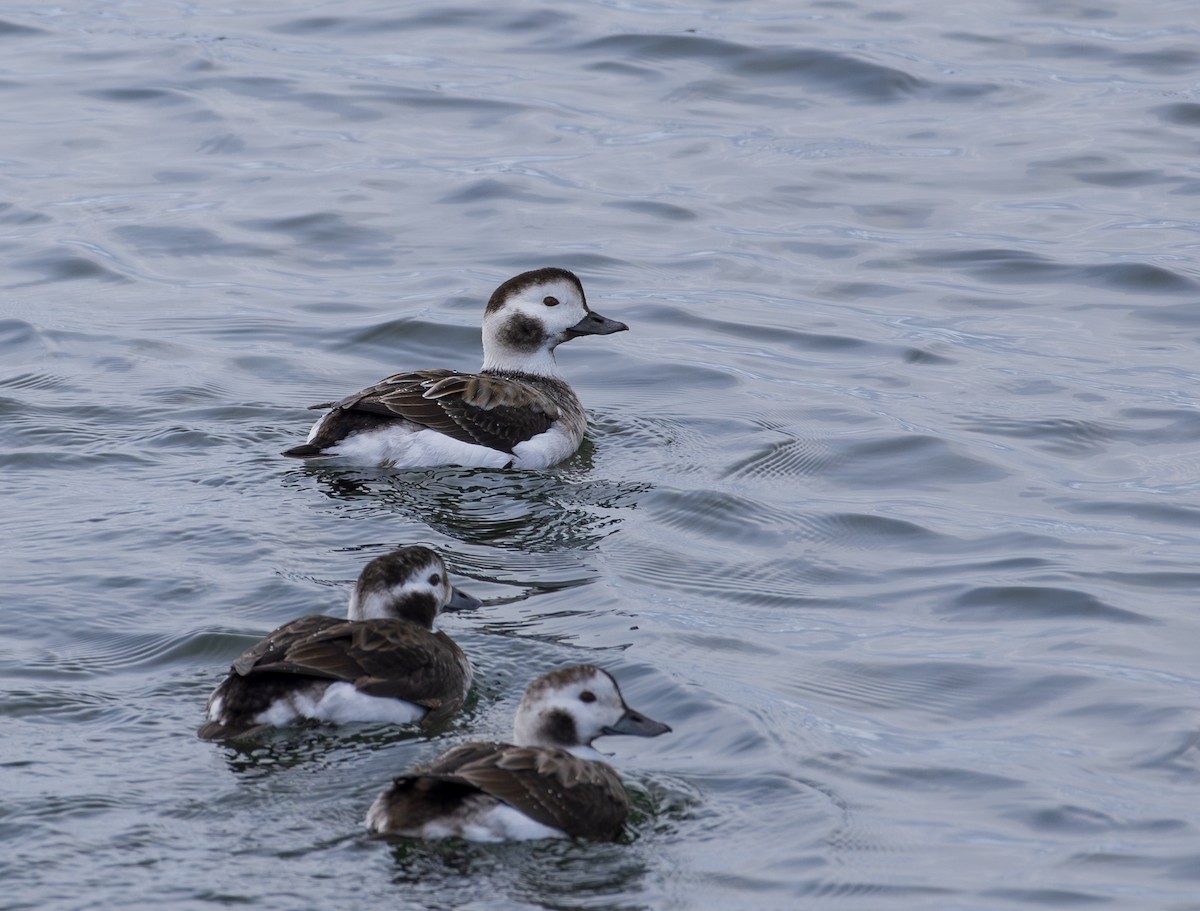 havelle - ML645115048