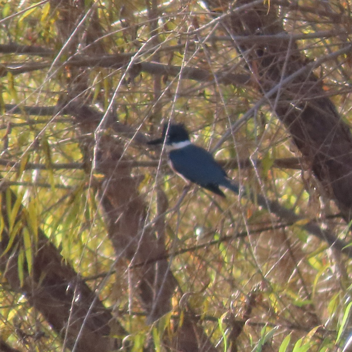 Belted Kingfisher - ML645115052