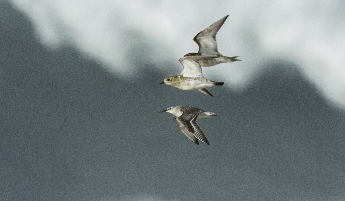 Red Knot - ML645115054