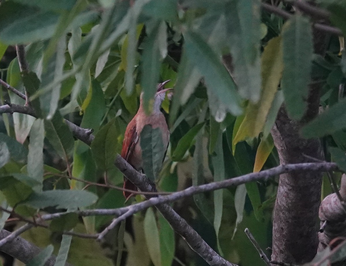 Lesser Hornero - ML645115058