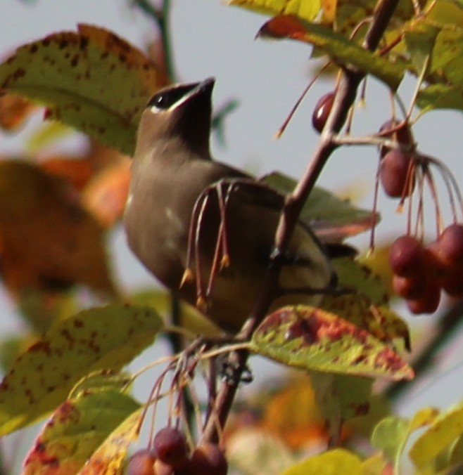 Sedir İpekkuyruğu - ML645115059