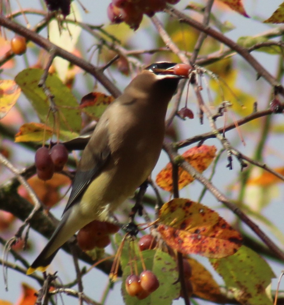 Sedir İpekkuyruğu - ML645115060