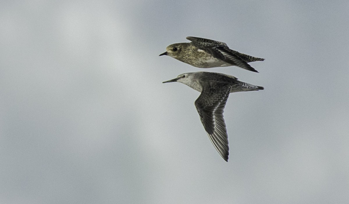 Red Knot - ML645115061