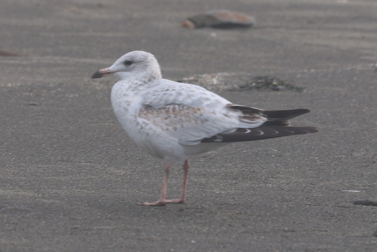 Ring-billed Gull - ML645115065