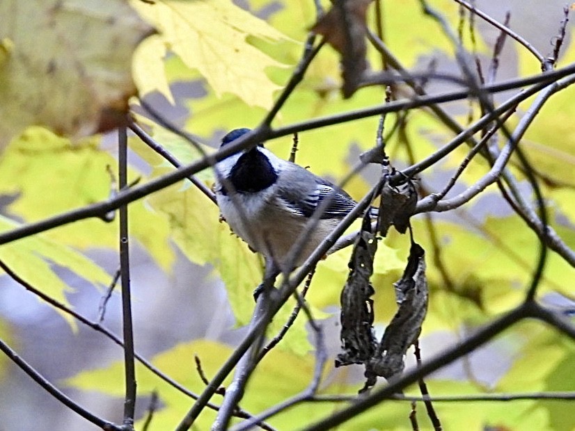 Black-capped Chickadee - ML645115067