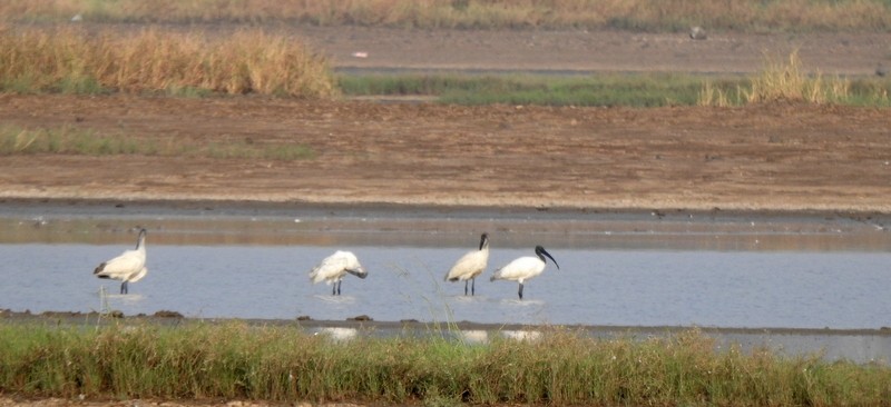 Черноголовый ибис - ML645115075