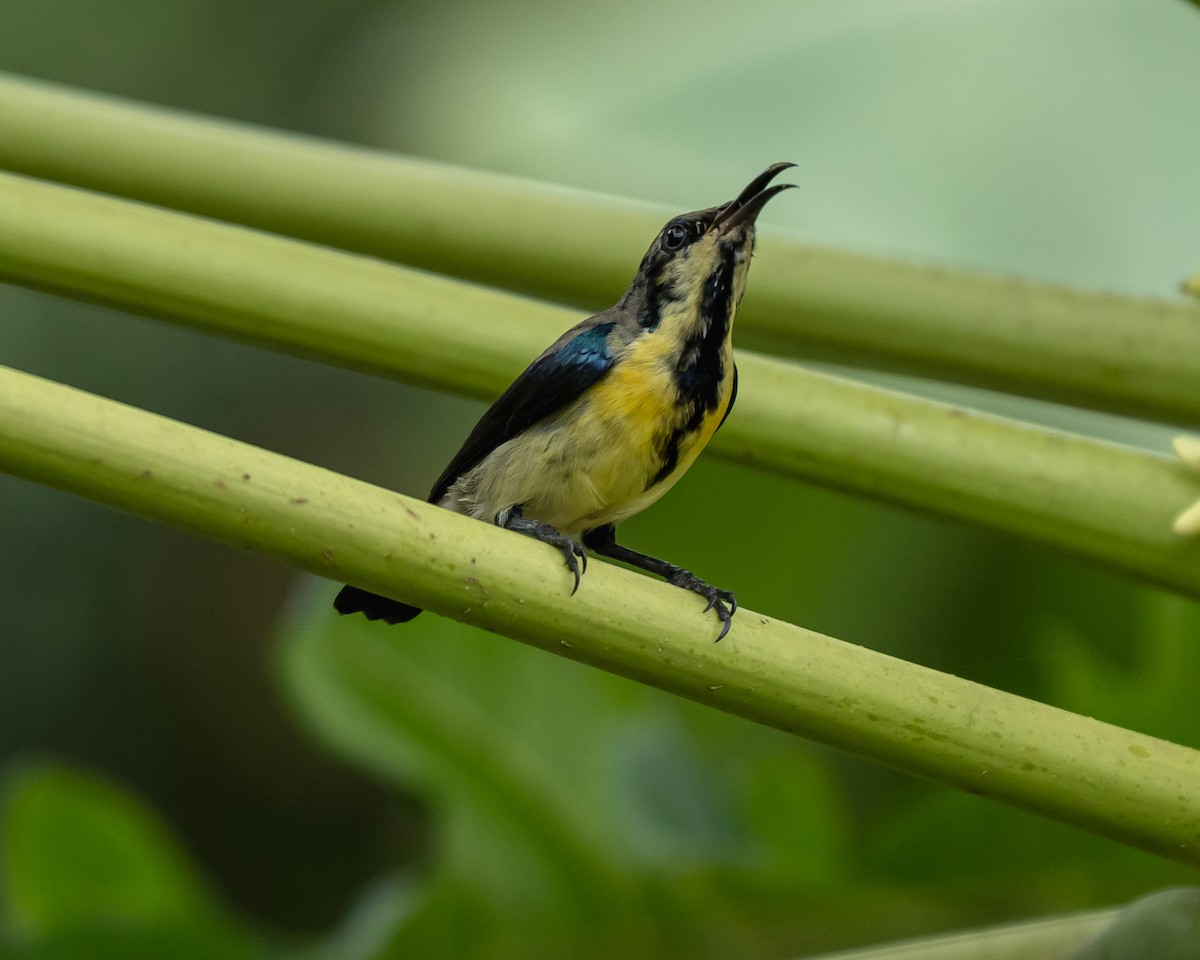 Purple Sunbird - ML645115076