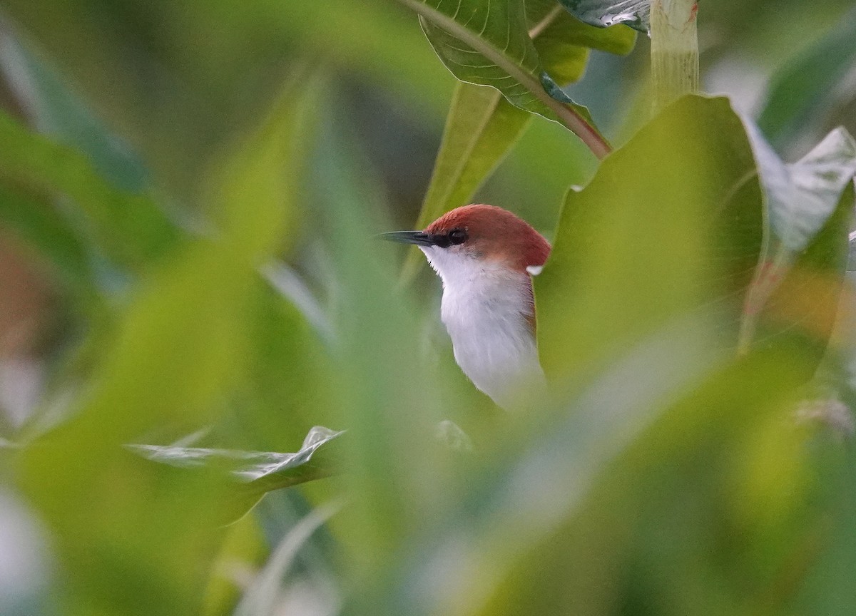 Red-and-white Spinetail - ML645115081