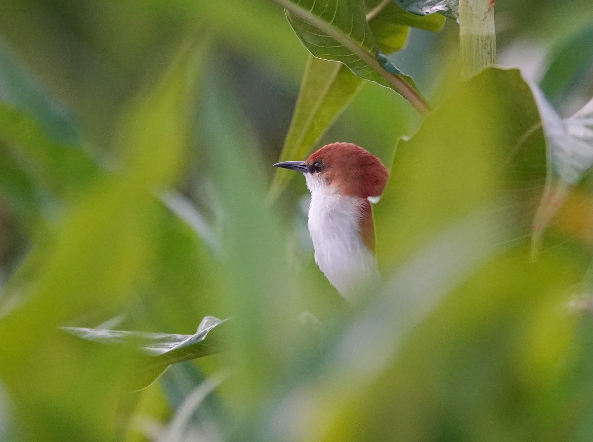 Red-and-white Spinetail - ML645115082