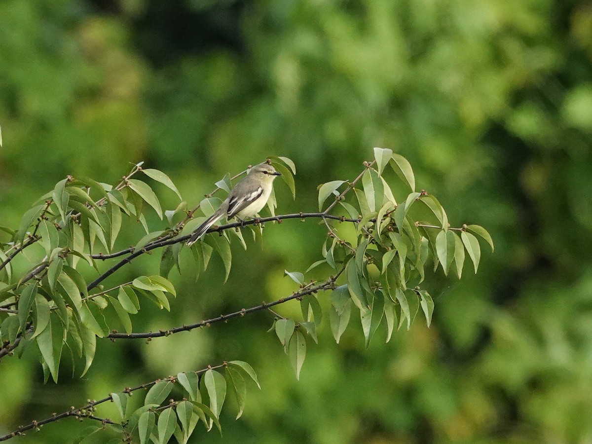 Lesser Wagtail-Tyrant - ML645115093