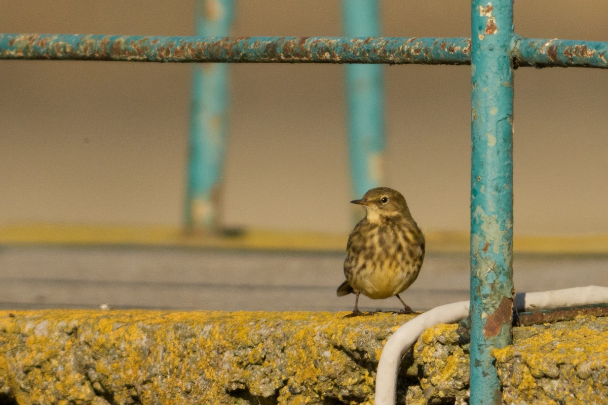 Rock Pipit - ML645115094