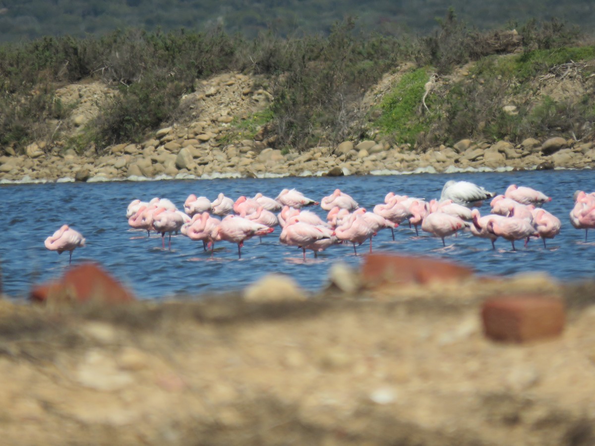 Zwergflamingo - ML645115105