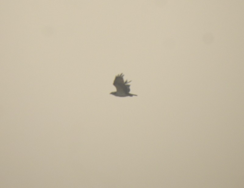 Скопа - ML645115106