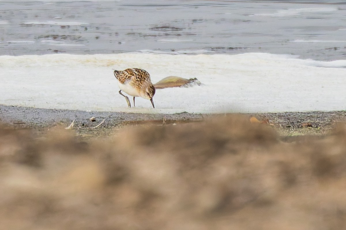 Little Stint - ML645115112