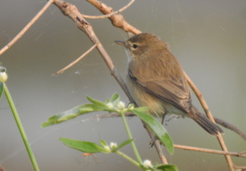 Северная бормотушка - ML645115131