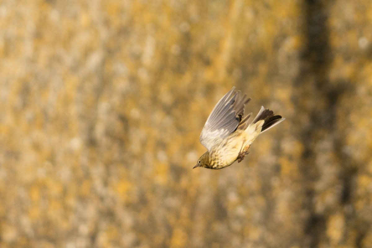 Rock Pipit - ML645115134