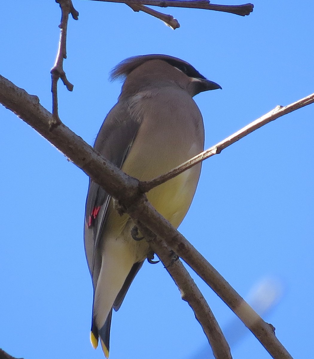 Sedir İpekkuyruğu - ML645115143