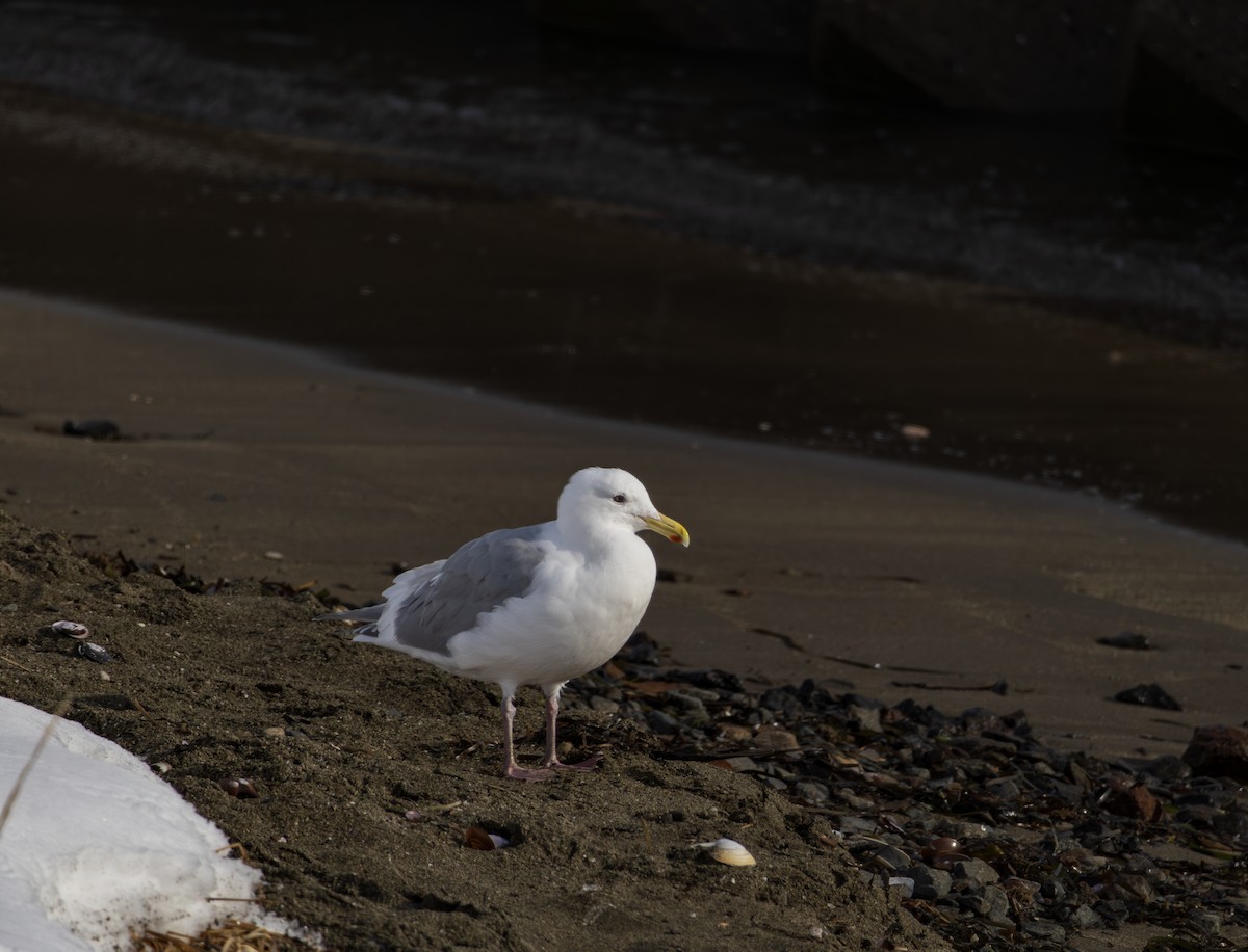 gråvingemåke - ML645115144