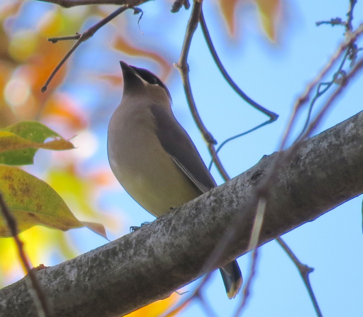 Sedir İpekkuyruğu - ML645115145
