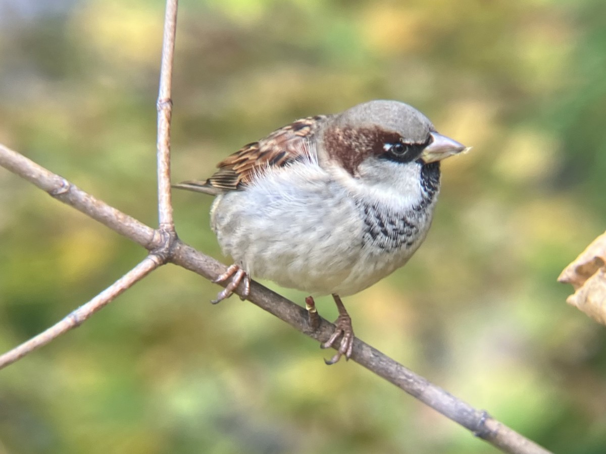 House Sparrow - ML645115146