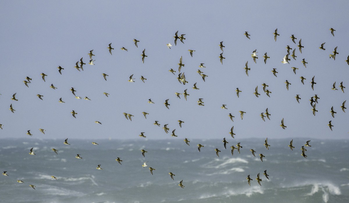 European Golden-Plover - ML645115149