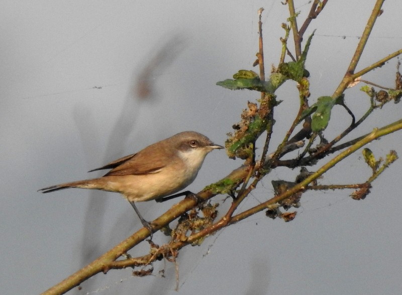 Славка-завирушка - ML645115156