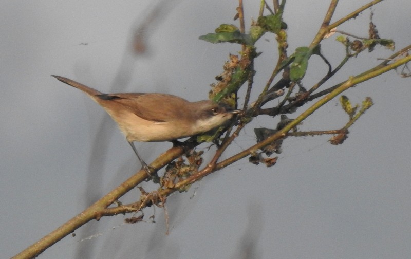 Славка-завирушка - ML645115157