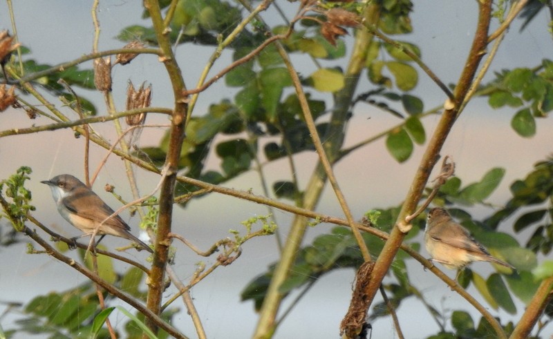 Славка-завирушка - ML645115158