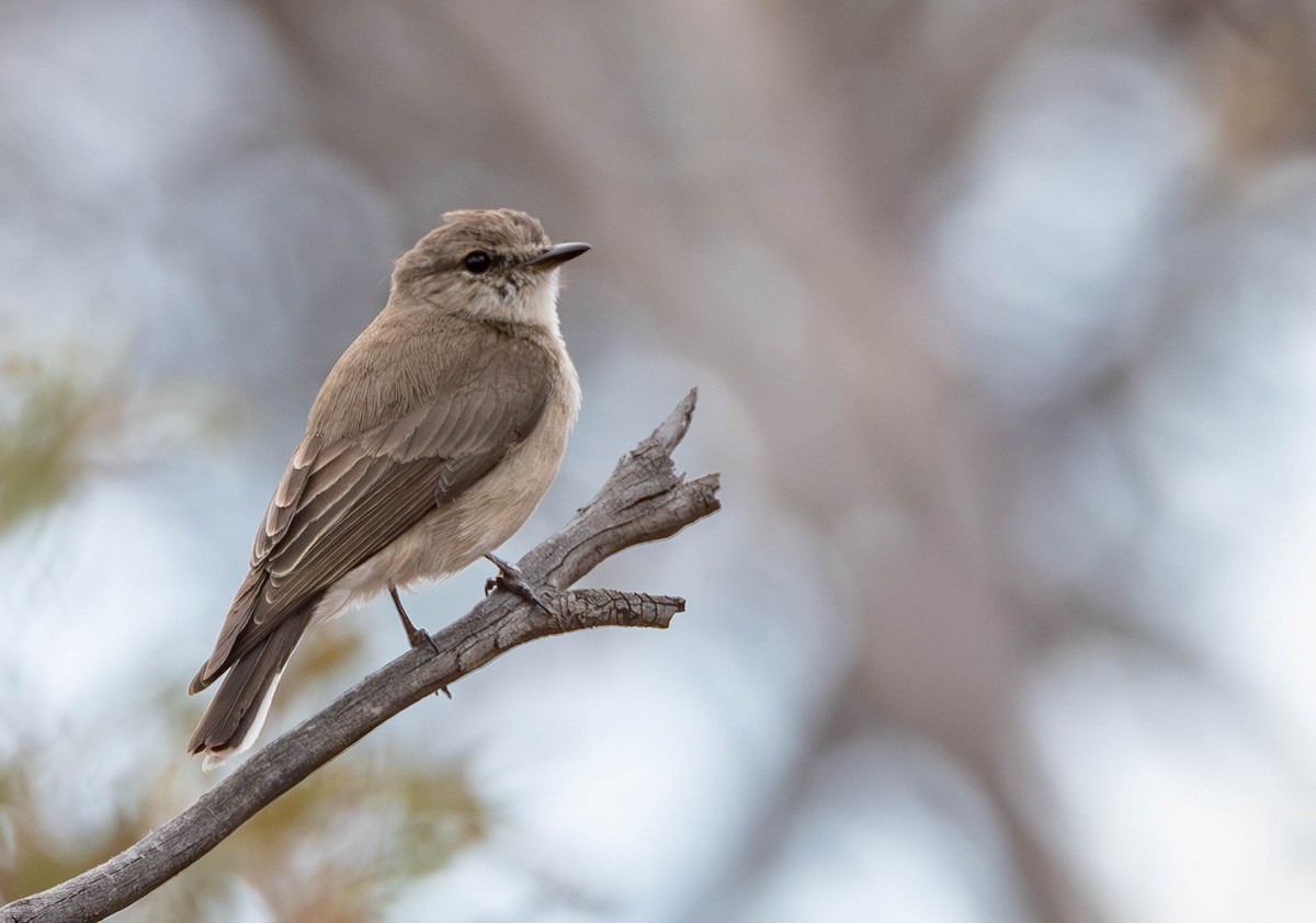 lejsčík šedohnědý - ML645115161