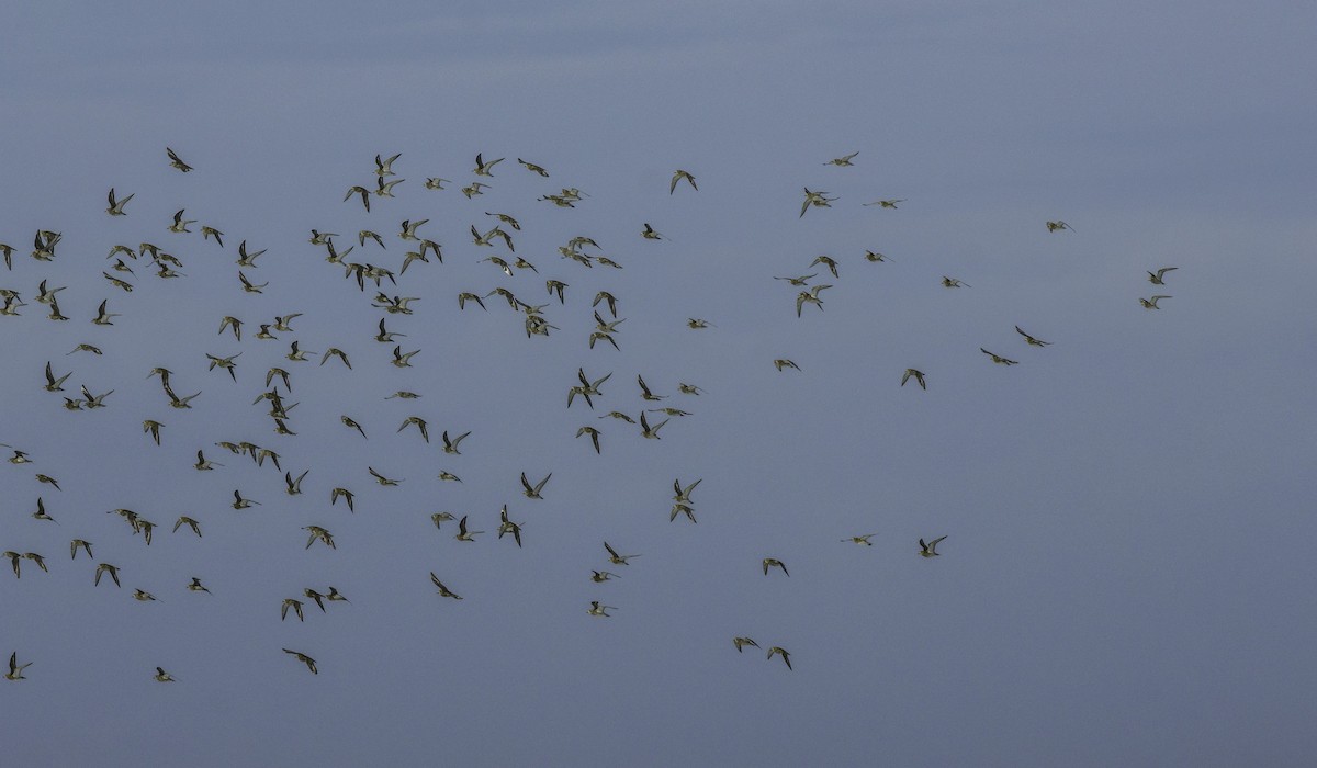 European Golden-Plover - ML645115175